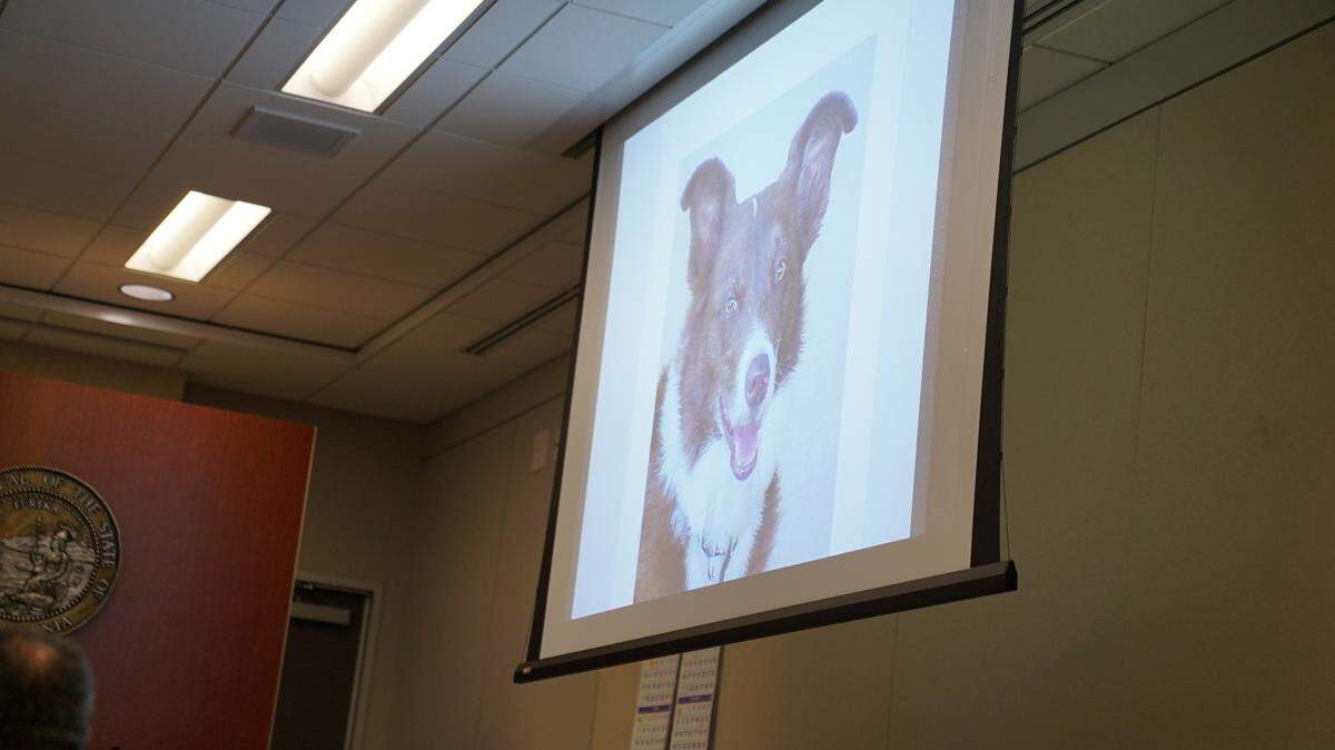 An image of Cholla, a cadaver dog who was brought in during the 1996 search for missing Cal Poly student Kristin Smart, is shown to the jury. Her handler, Adela Morris, said the dog signaled at the door of defendant Paul Flores’ dorm during testimony on Aug. 15, 2022.