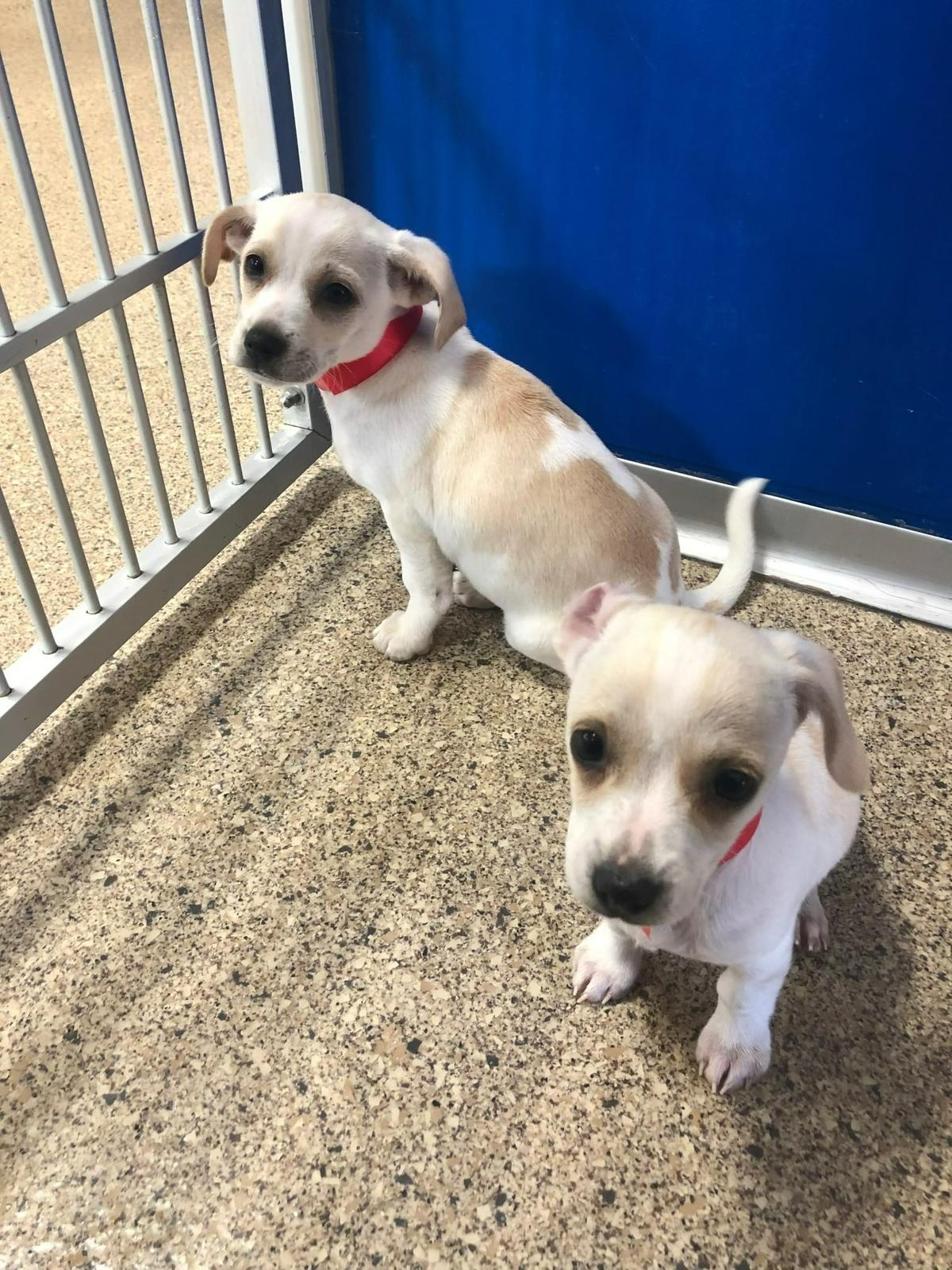 Two of the Woods Humane Society dogs waiting for a new home.
