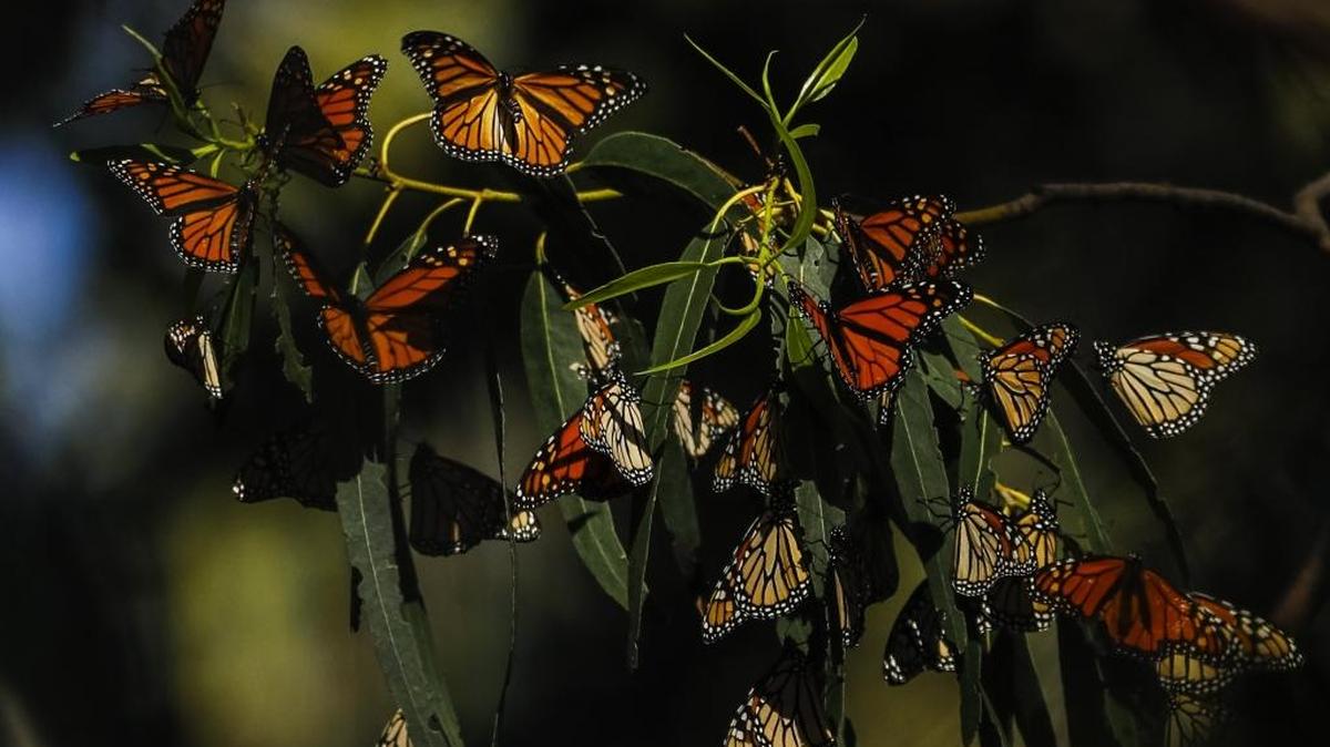 Learn about butterfly migration at the Monarch Butterfly Grove in Pismo Beach.