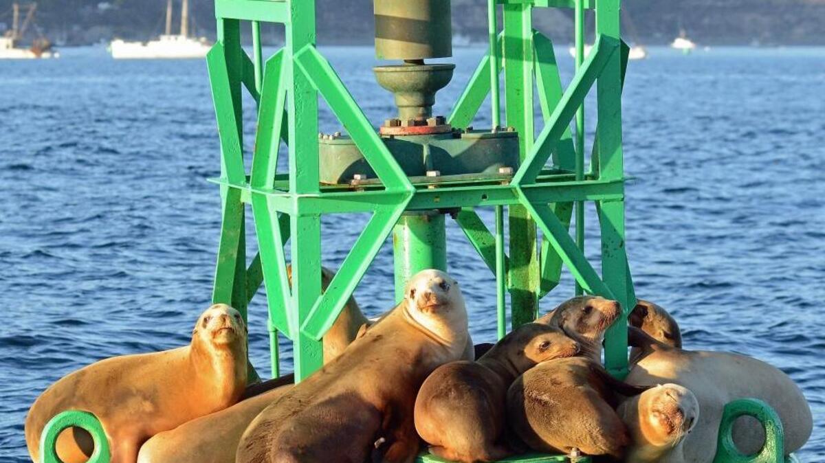 The fog horn on Port San Luis navigation buoy will be of use for mariners over the next several days in response to dense fog and drizzle.