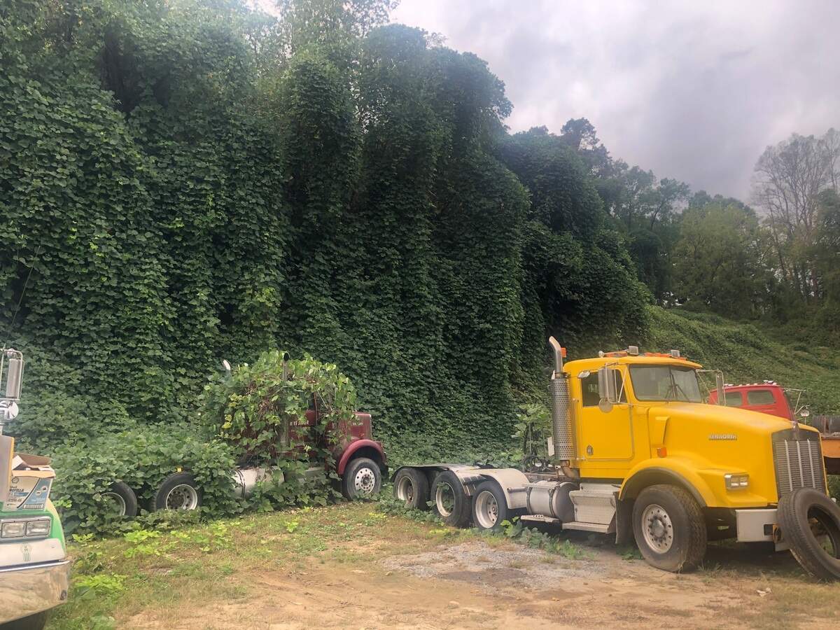 Quick-growing kudzu covers native trees, shrubs and vehicles on a hillside in North Carolina