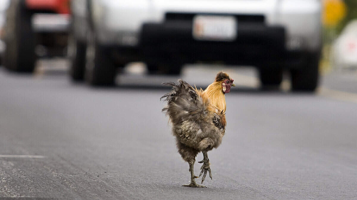 A rooster plays chicken with traffic in the Village of Arroyo Grande in 2015. The birds are a common sight in the South County city.
