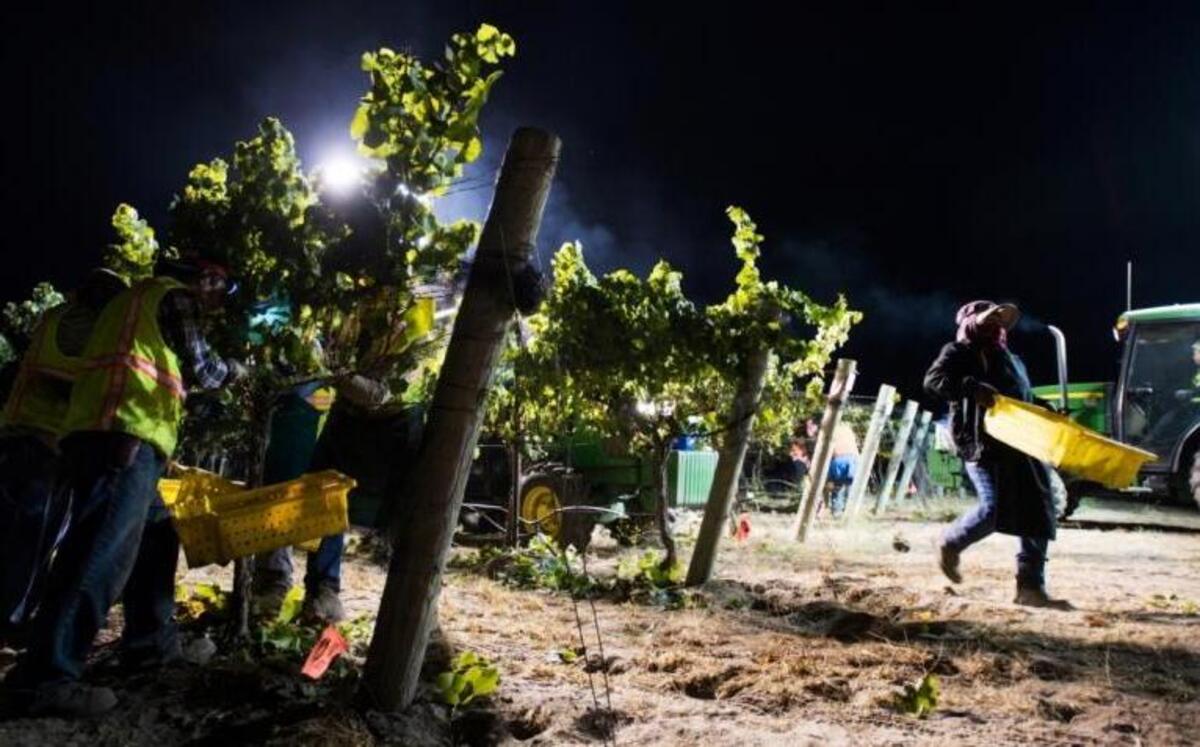 Workers harvest grapes at night at Stone Corral Vineyard.