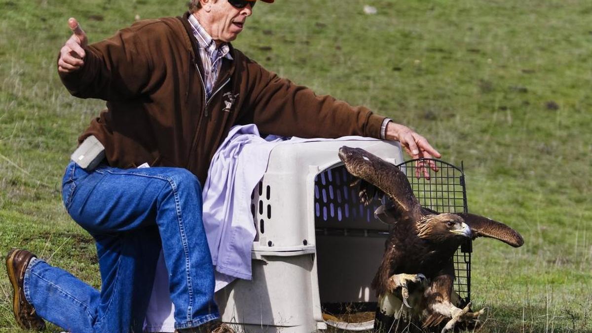 A young golden eagle is released Thursday at Santa Margarita Ranch by Pacific Wildlife Care volunteer Bob Peak. The eagle was released close to where it was found in distress earlier this week after striking a power line along Highway 58.