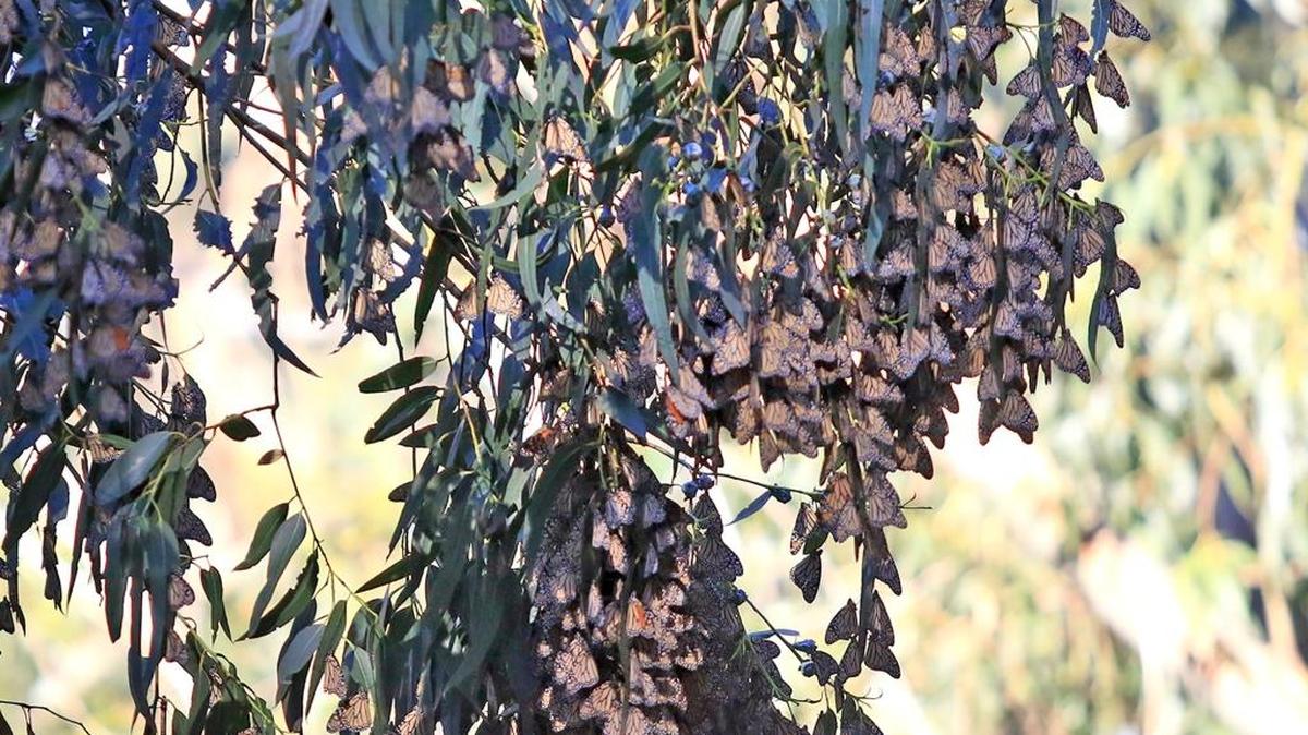 Docent talks are held at 11 a.m. and 2 p.m. daily at the Pismo State Beach Butterfly Grove.