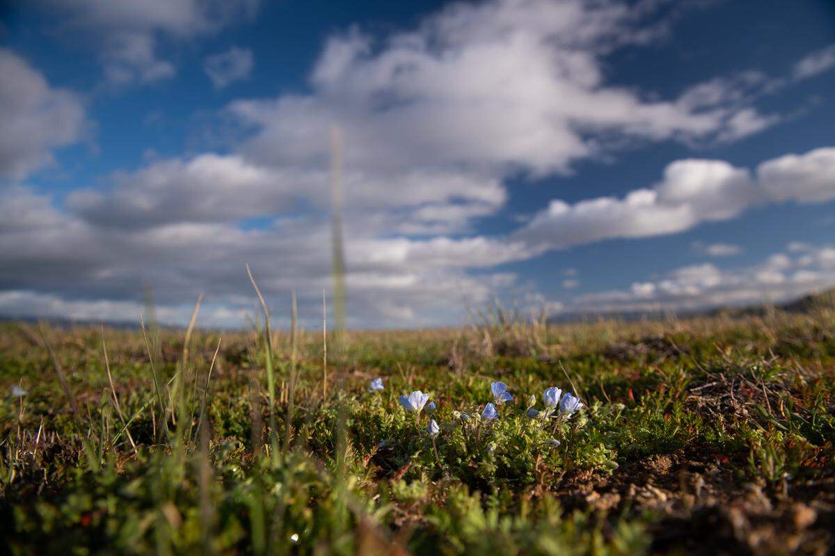 The first wildflowers of the season bloom in the California Valley on Wednesday, Feb. 22, 2023, near the Carrizo Plain as a cold winter storm moves into California.