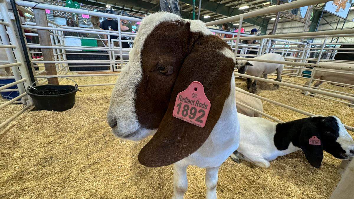Goats hang out in their pens at the California Mid-State Fair in Paso Robles on July 27, 2024.