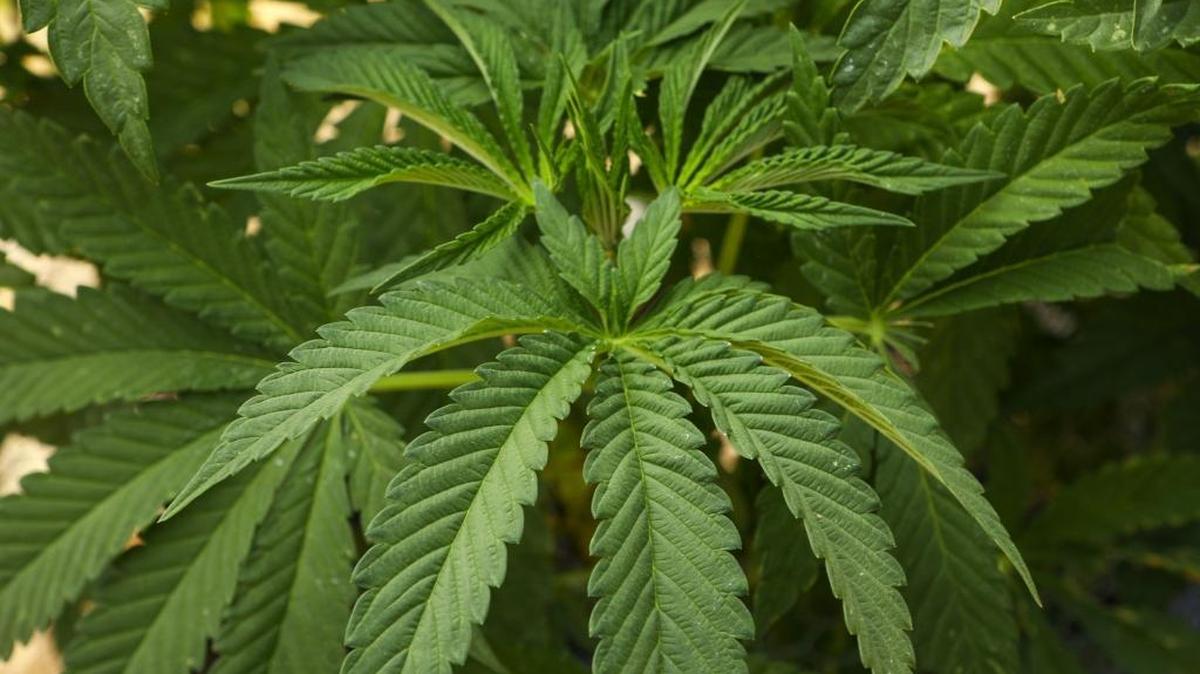 Marijuana plants at a grow in California Valley in June.