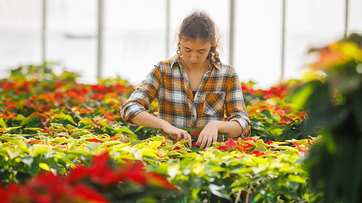 Heidi Alvernaz, a third-year agricultural and environmental plant sciences major at Cal Poly, tends to poinsettias in the campus greenhouse. Thousands of the holiday plants will be up for sale starting Saturday, Dec. 3.