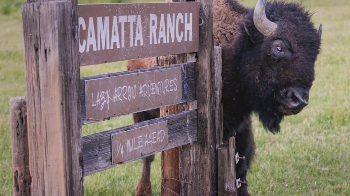 Bison graze at the Camatta Ranch next to Highway 58 west of the Carrizo Plain. This bull uses the sign to help scratch a pesky itch.