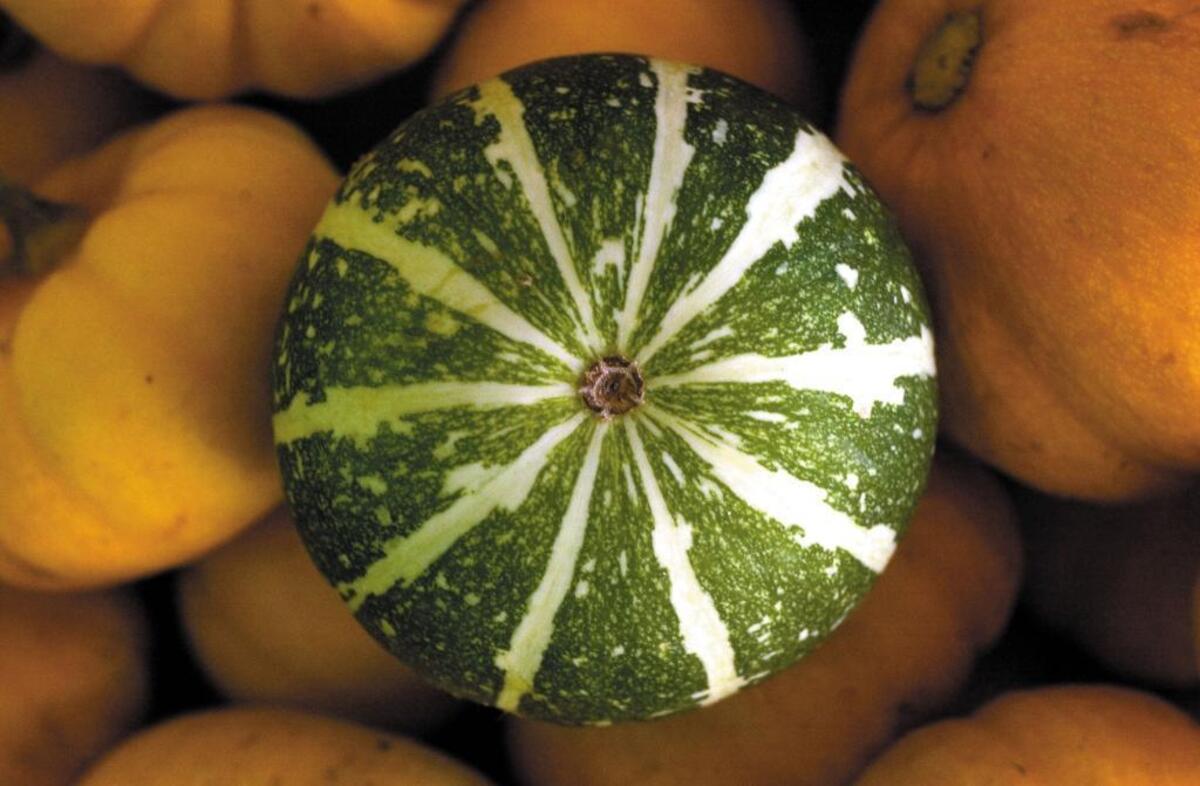 A green gourd rests on top of orange pumpkins at a San Luis Obispo County farm.