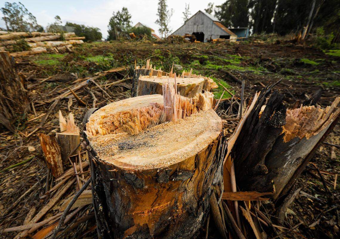 Trees are cleared at the site of the San Luis Ranch housing development in San Luis Obispo in 2019.