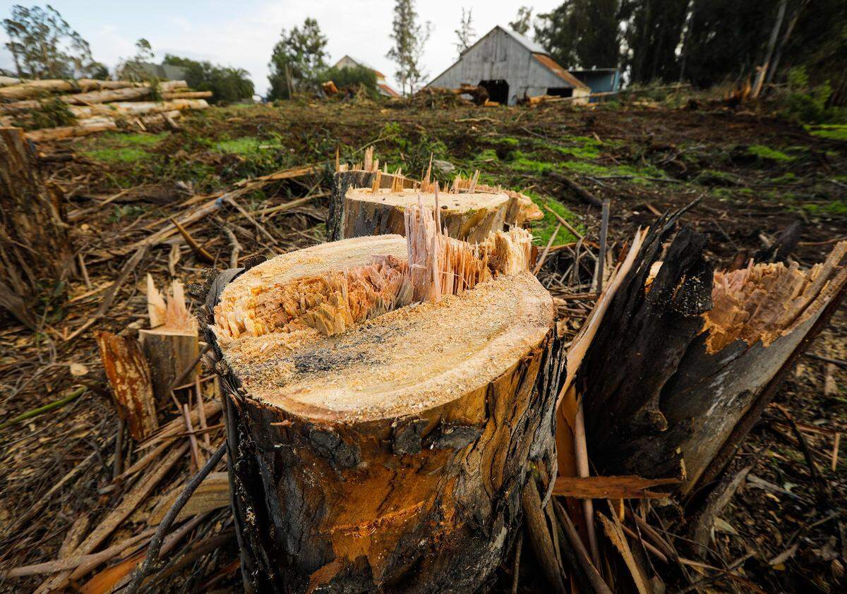 Many eucalyptus and other trees are being cleared at the site where new San Luis Ranch housing development in San Luis Obispo will be going in. Photo by Joe Johnston 01-29-19