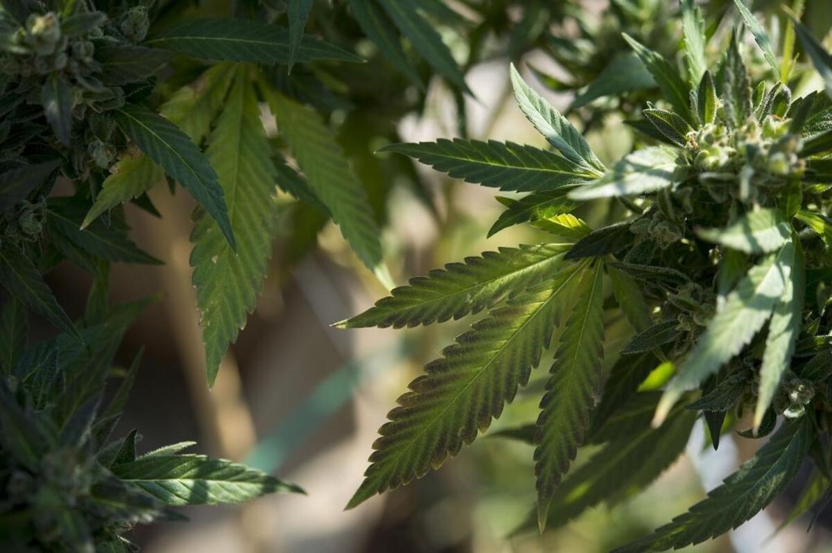 Local cities spent much of 2016 debating marijuana availability and regulation.