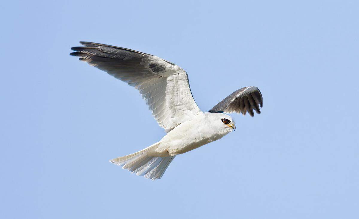 An adult white-tailed kite soars through the sky.