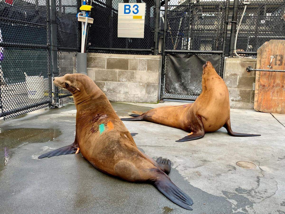 Sea lions rest in a pen while being treated for domoic acid poisoning at The Marine Mammal Center in Sausalito.