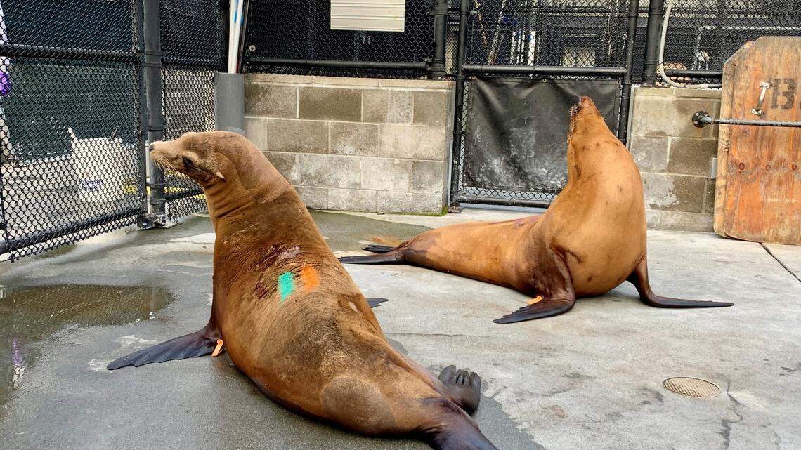 Sick sea lions and other marine mammals need a new home in SLO County. Can you help? | Opinion