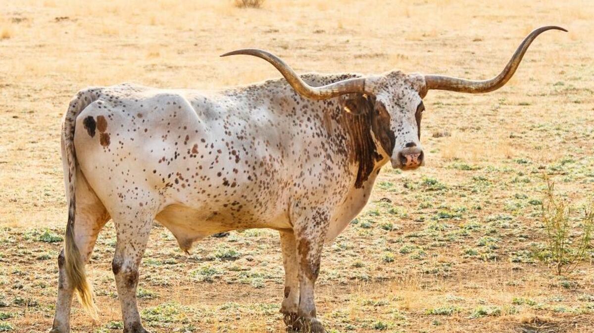 A longhorn casts a wary glance while grazing along Highway 101 near Santa Margarita.