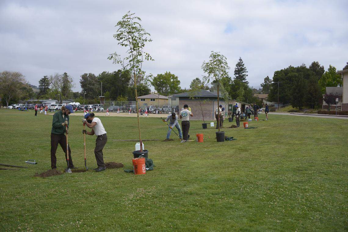 Volunteers are needed for the new Keys for Trees program in SLO. This planting took place at Throop Park during a planting of 10 trees for our current CAL Fire Full Circle grant. ECOSLO has not done any tree plantings under the TBID initiative yet and plan to do those in the New Year.