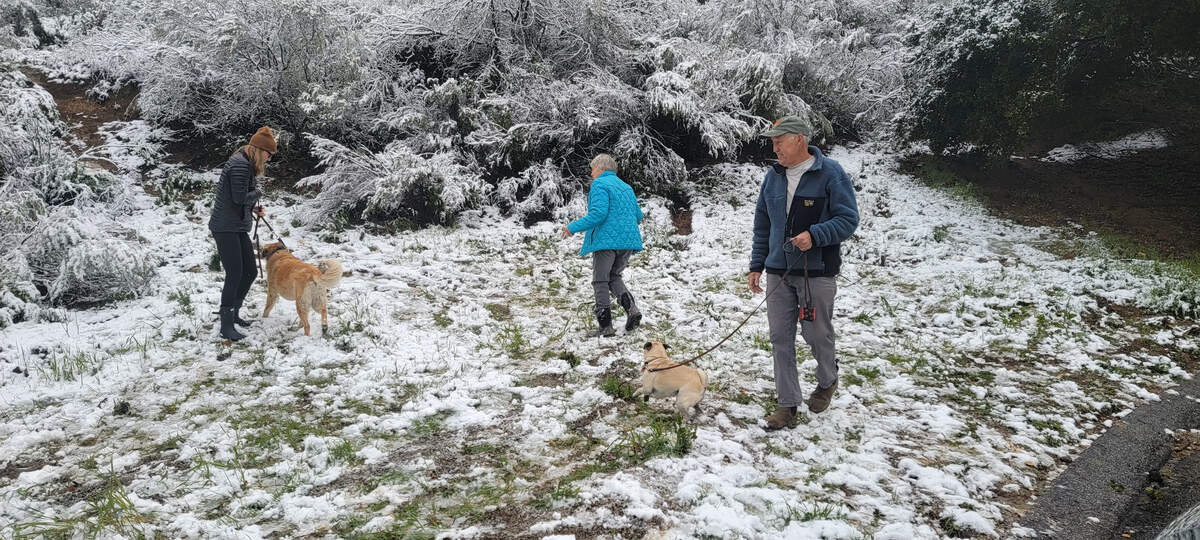 Dog walkers enjoy the snow at the Cuesta Grade summit on Saturday morning, Feb. 25, 2023.