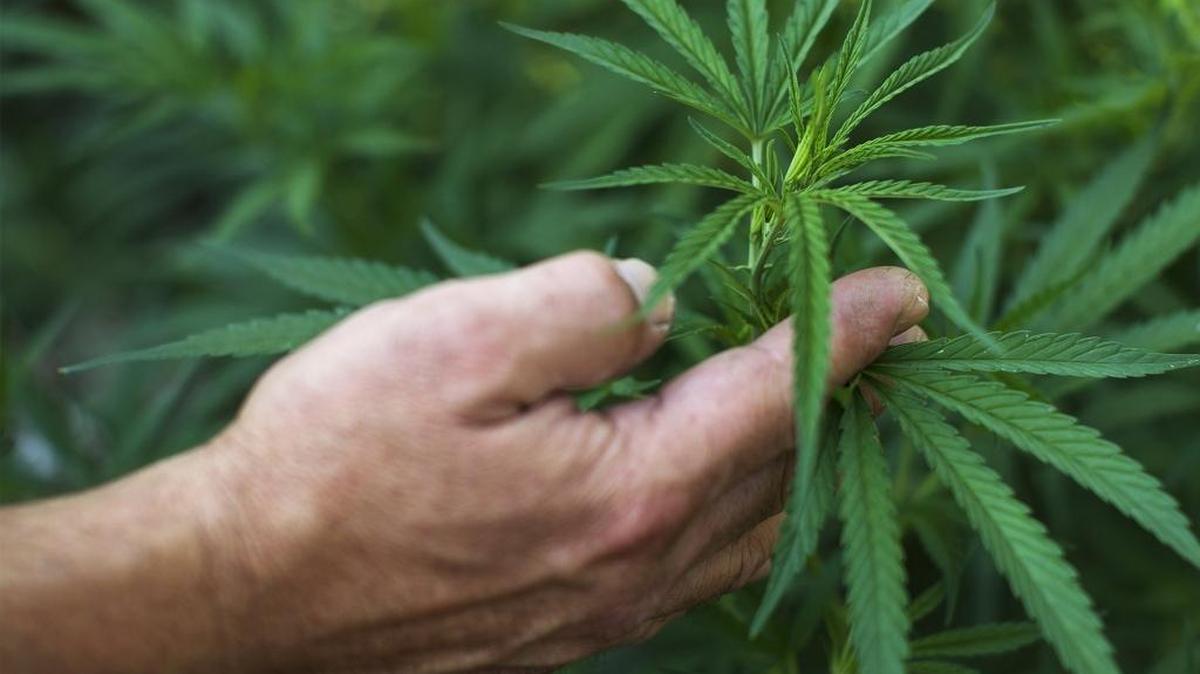 The county wants to draft an medical marijuana ordinance regulating the number and size of plants that could be grown as well as their location and whether they are grown indoors or outdoors.