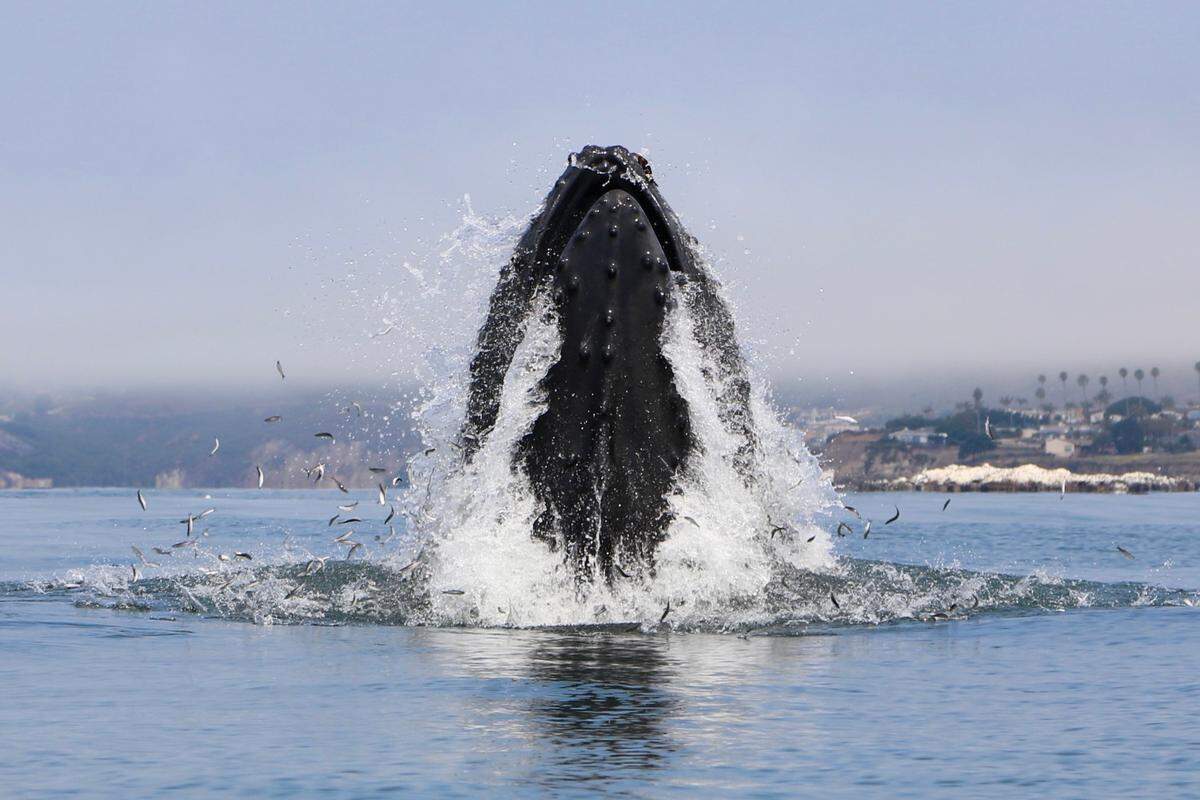 A humpback whale grabs a mouthful of fish off Pismo Beach on Friday, July 12, 2024.