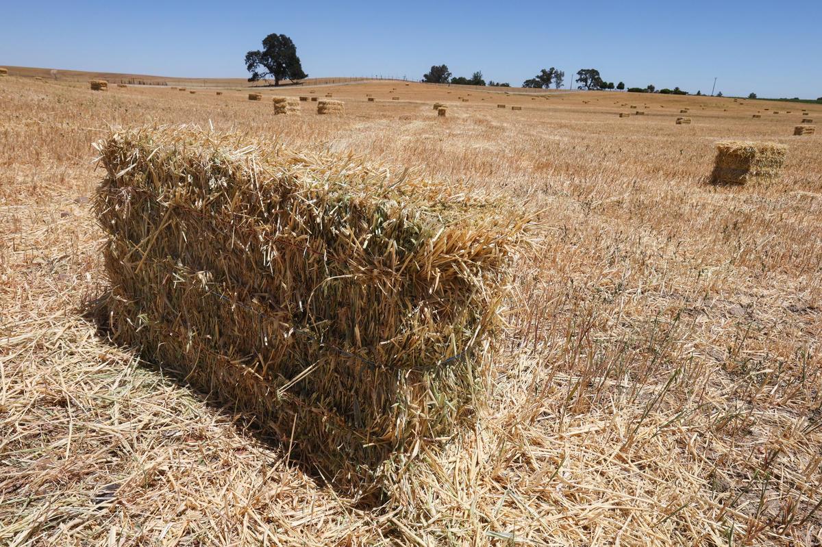 Next door to Plummer Vineyard off Airport Road in Paso Robles a farmer grows hay without water. Wine grape growers in the area fear a lack of groundwater will make it challenging to continue growing irrigated crops.