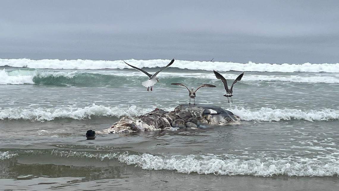 A dead whale washed up on Pismo Beach on Sunday, May 12, 2024.