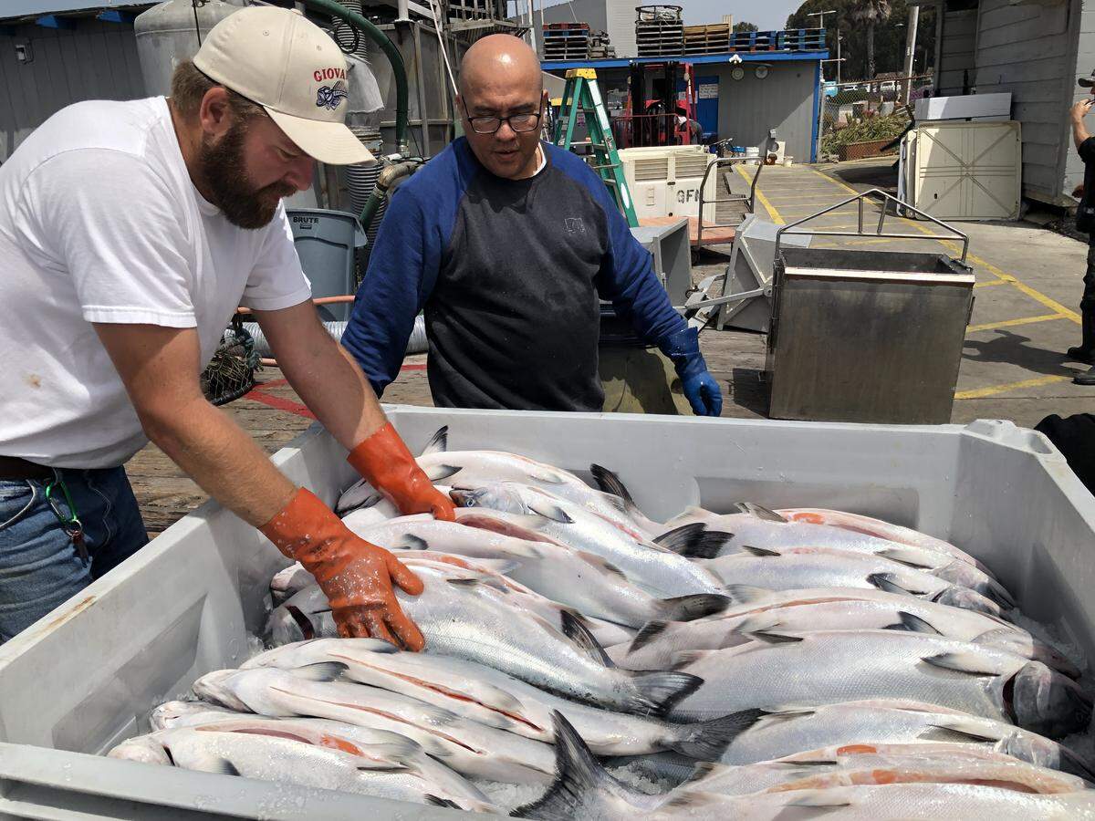Salmon are packed in ice for shipping at Giovanni’s Fish Market dock in Morro Bay. Sales tax from products like salmon helps make up city tax revenues.