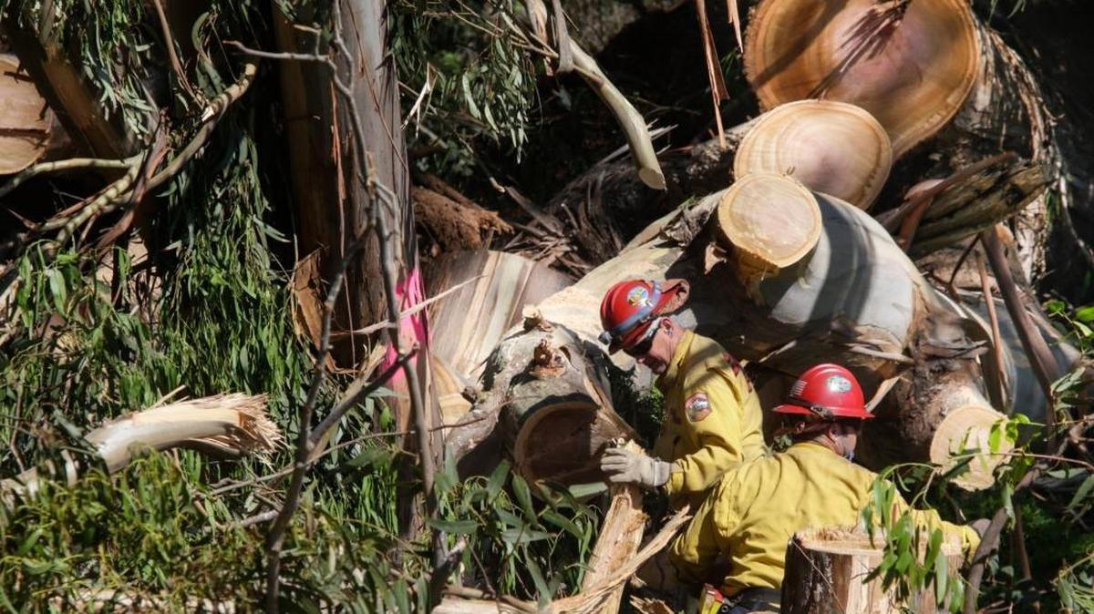 Crews spent three weeks removing more than 100 downed trees from Morro Bay State Park.