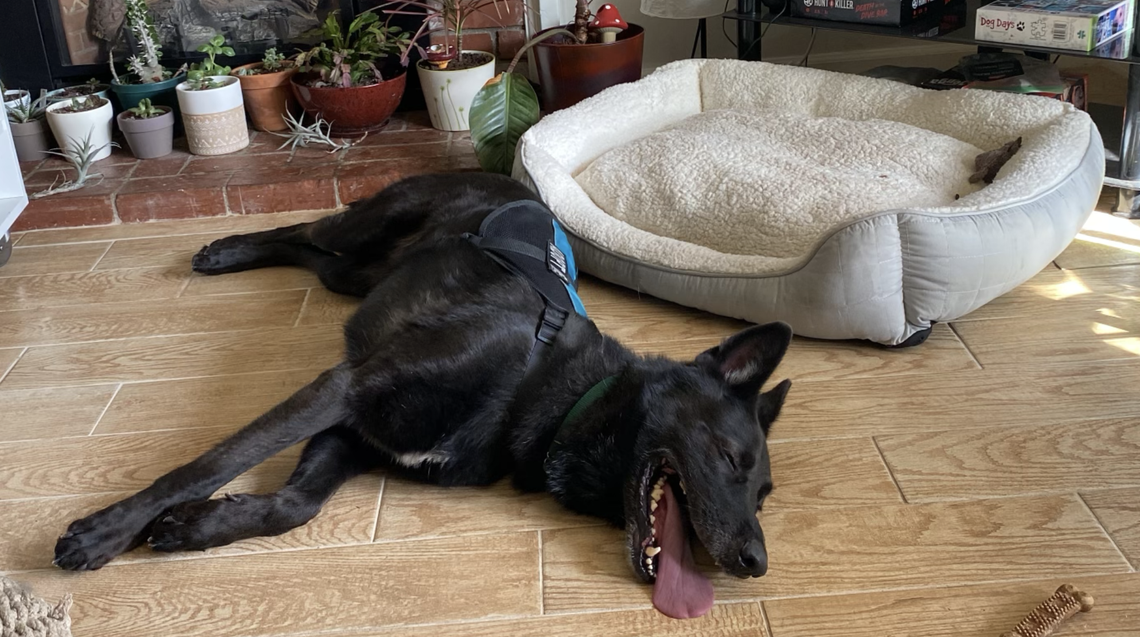 Ranger is a charming 6-year-old German shepherd in need of a forever family. He is available for adoption at the San Luis Obispo County Animal Services shelter.