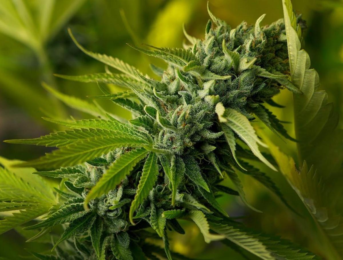 The SLO County Board of Supervisors will discuss whether to allow a conditional cannabis grow extension on Jan. 14 as local marijuana operators await permitting under the county’s ordinance.