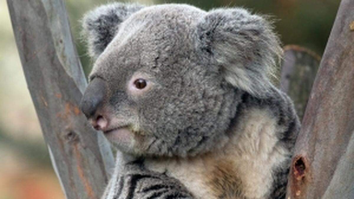 Thackory is one of two koalas on loan to the Santa Barbara Zoo for a year beginning April 28, 2018.