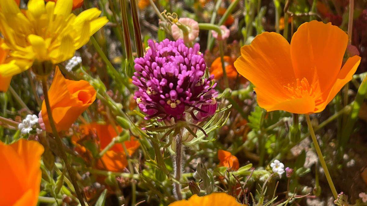 Purple owl’s clover grows amid California poppies in the fields along Shell Creek Road on April 9, 2023.