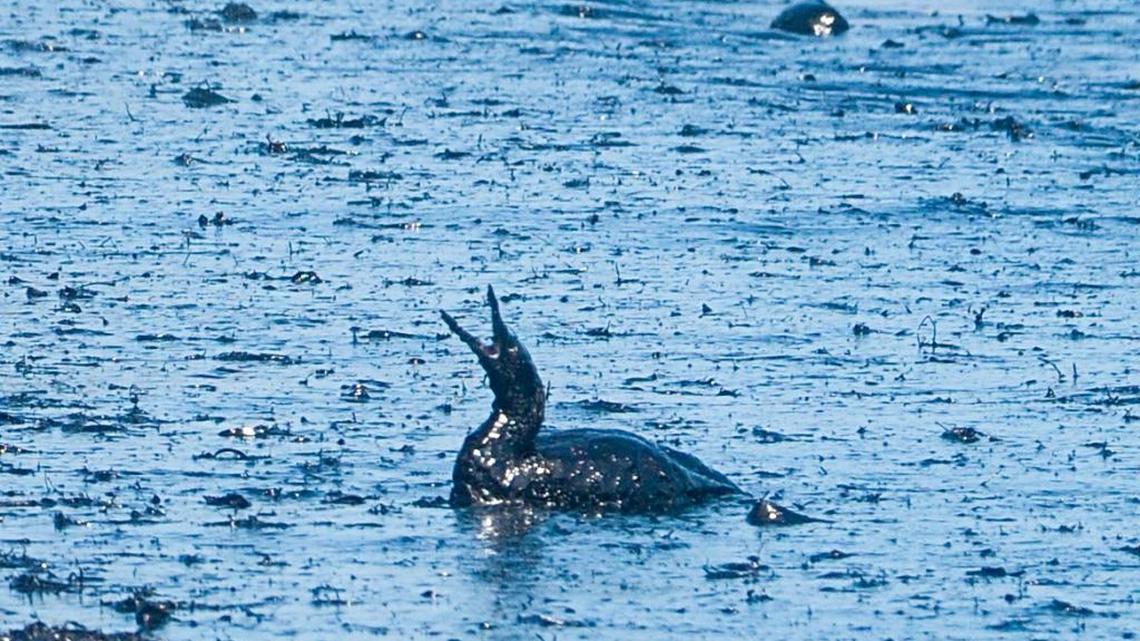 An oil-soaked bird briefly makes it to shore before turning back out to the waves, following the Plains All American Pipeline spill at Refugio State Beach in May 2015.