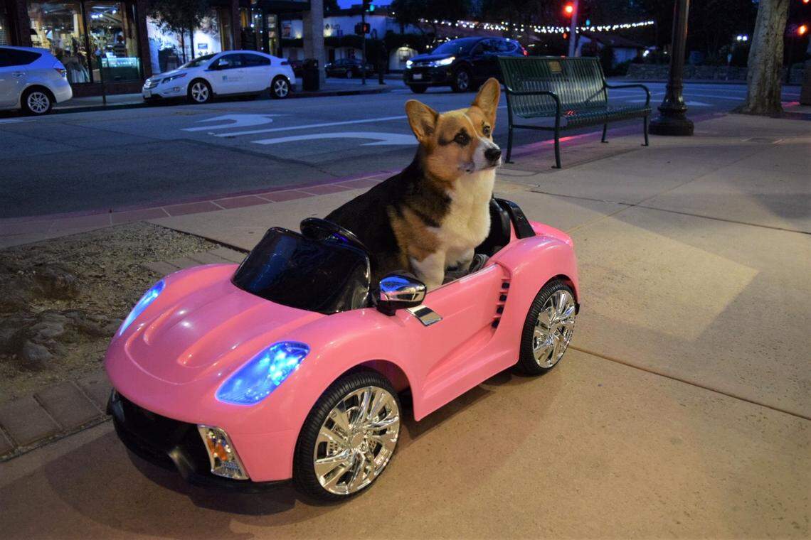 Olliver’s owners said he will be riding in his car in downtown San Luis Obispo on Saturday evenings for the next few weeks.