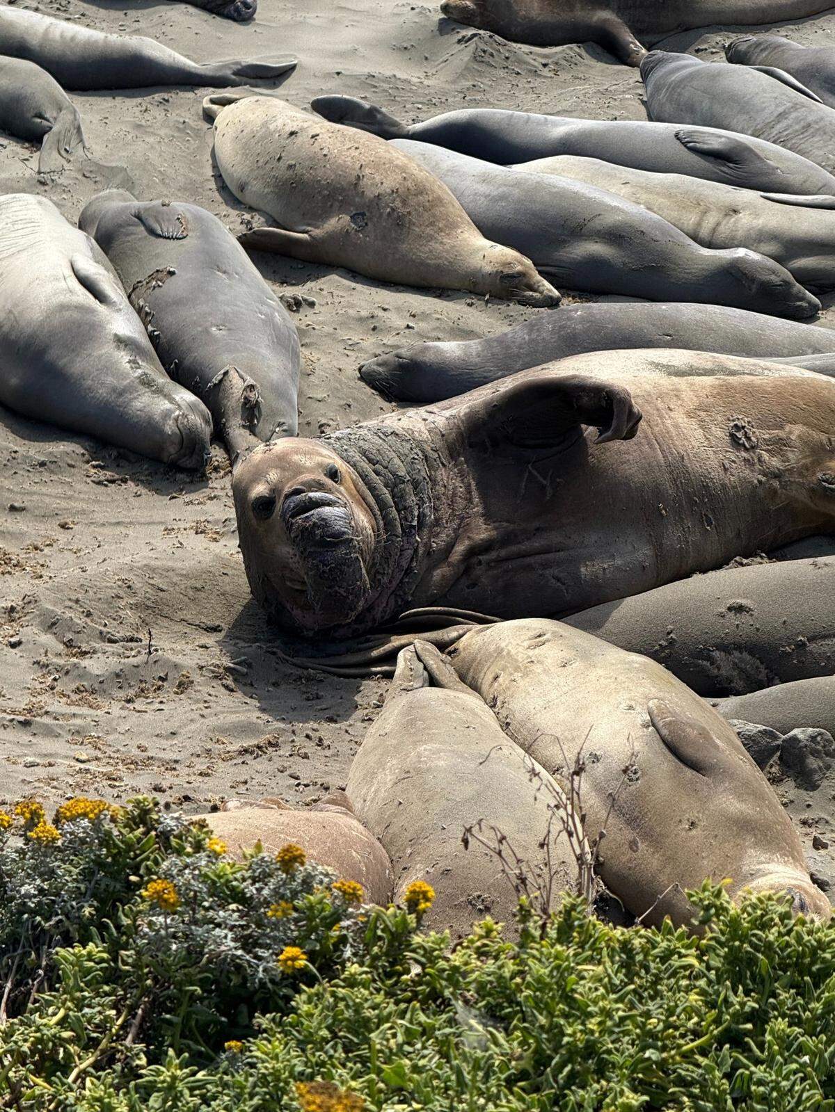This senior elephant seal bull looks back at visitors from the Piedras Blancas beach. His long nose indicates he’s fully mature.
