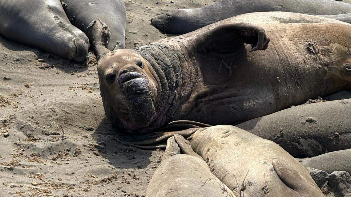 Is now the best time to check out the elephant seals in SLO County? What to know