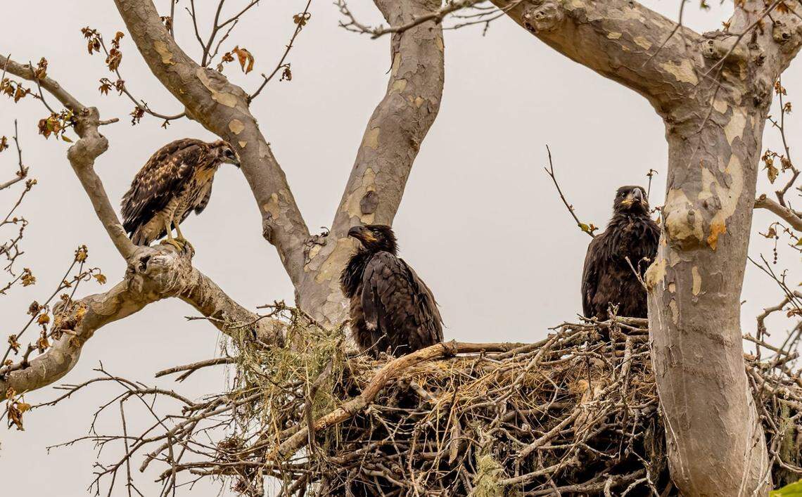 An eaglet stares down a young red-tailed hawk after chasing it out of its nest in San Simeon on June 8, 2024. The hawk fell into branches below and was rescued by observers.