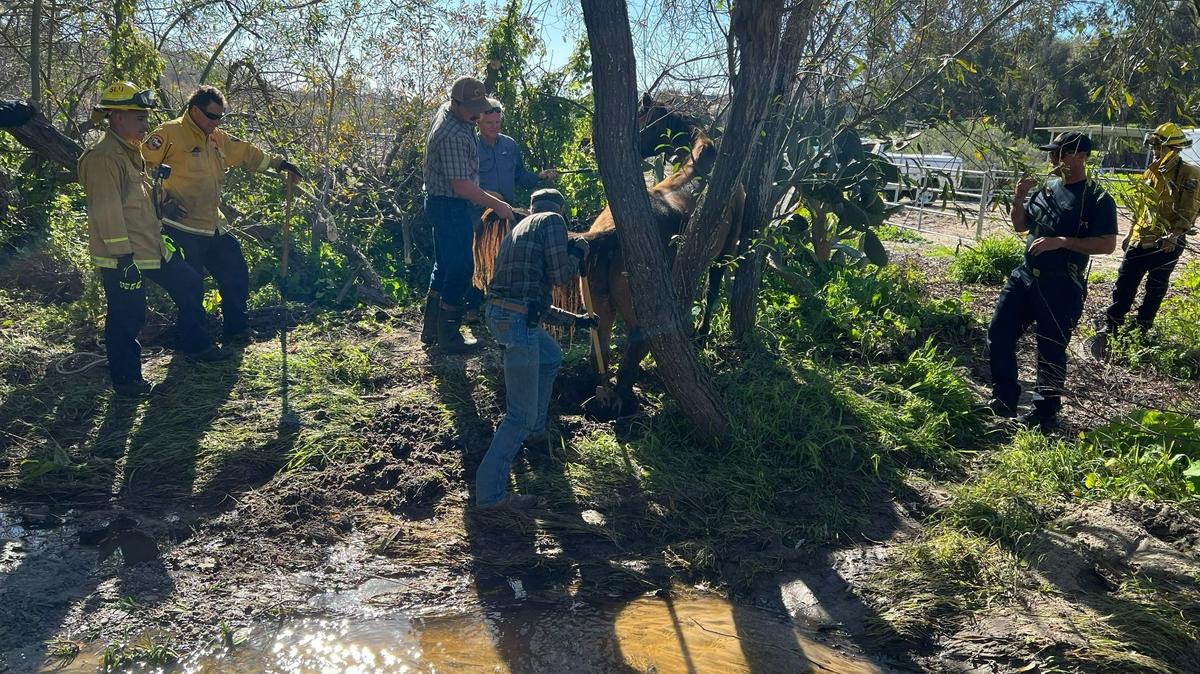 Cal Fire officers rescued a horse after it got stuck in the mud on Wednesday, Jan. 25, 2023.