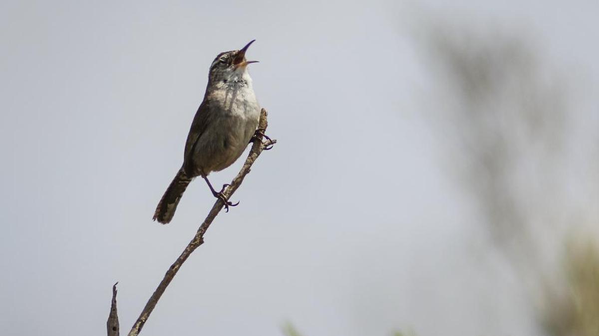 A Bewick’s Wren sings its melodious song at Oso Flaco Lake.