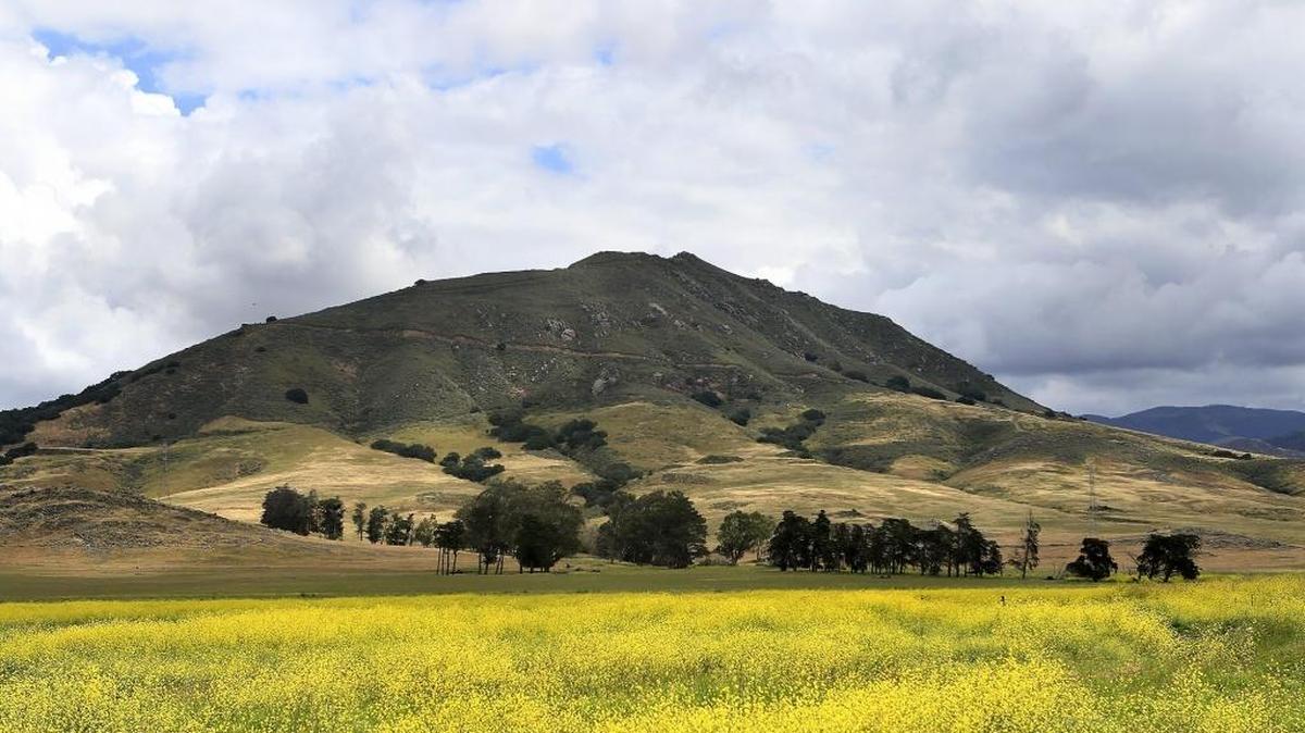 Bright, colorful mustard fields frame Cerro San Luis Obispo on May 6. Volcanic activity formed the mountain more than 20 million years ago.
