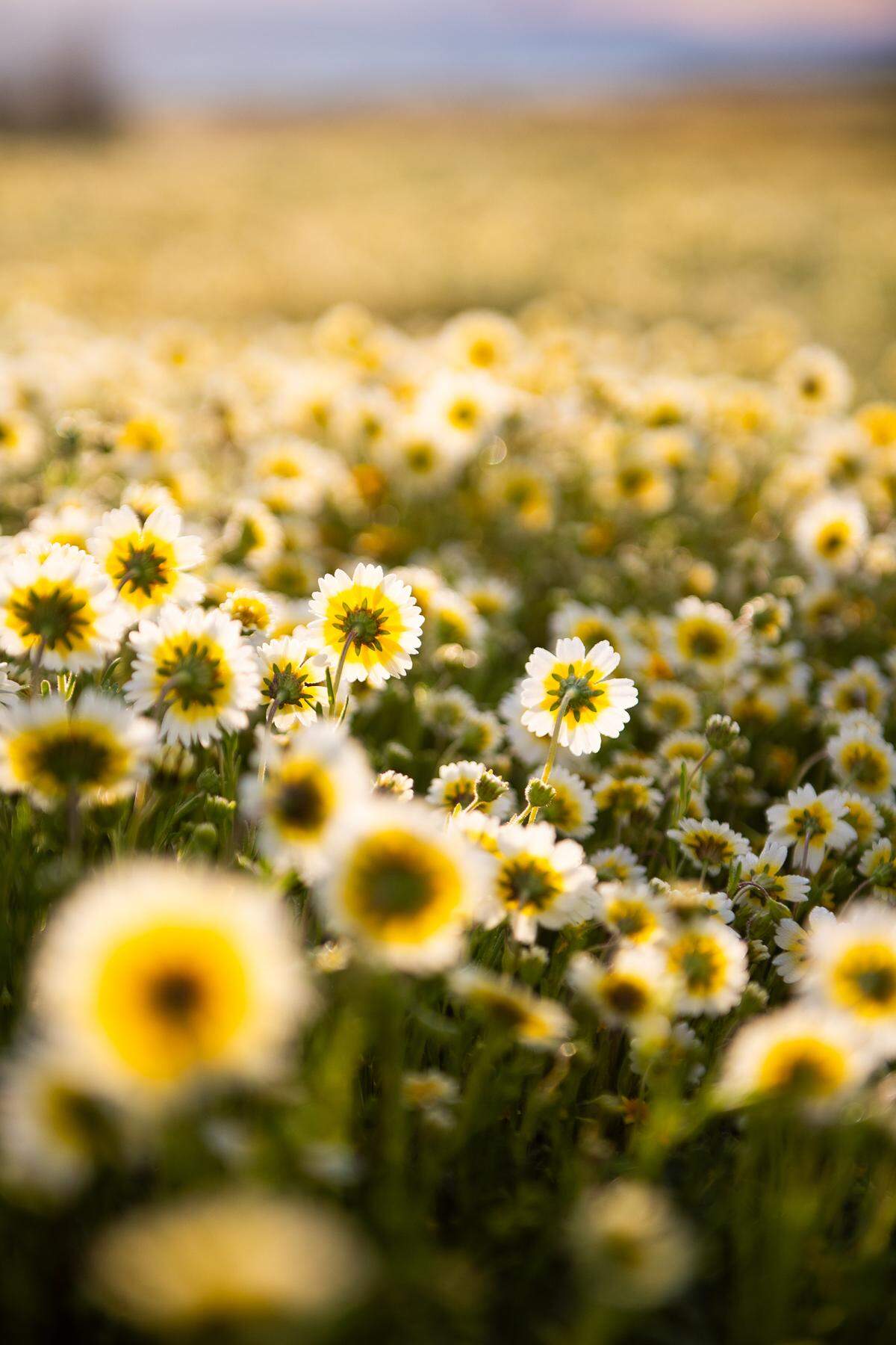 Coastal tidytips bloom in California Valley in March 2024.