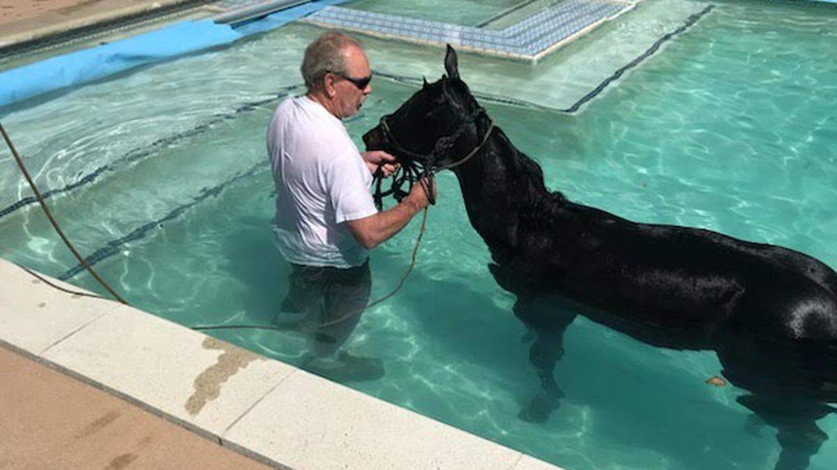 When a horse fell into a swimming pool in Nipomo, a neighbor jumped in and lead the horse back onto dry land on Tuesday, April 25, 2023.