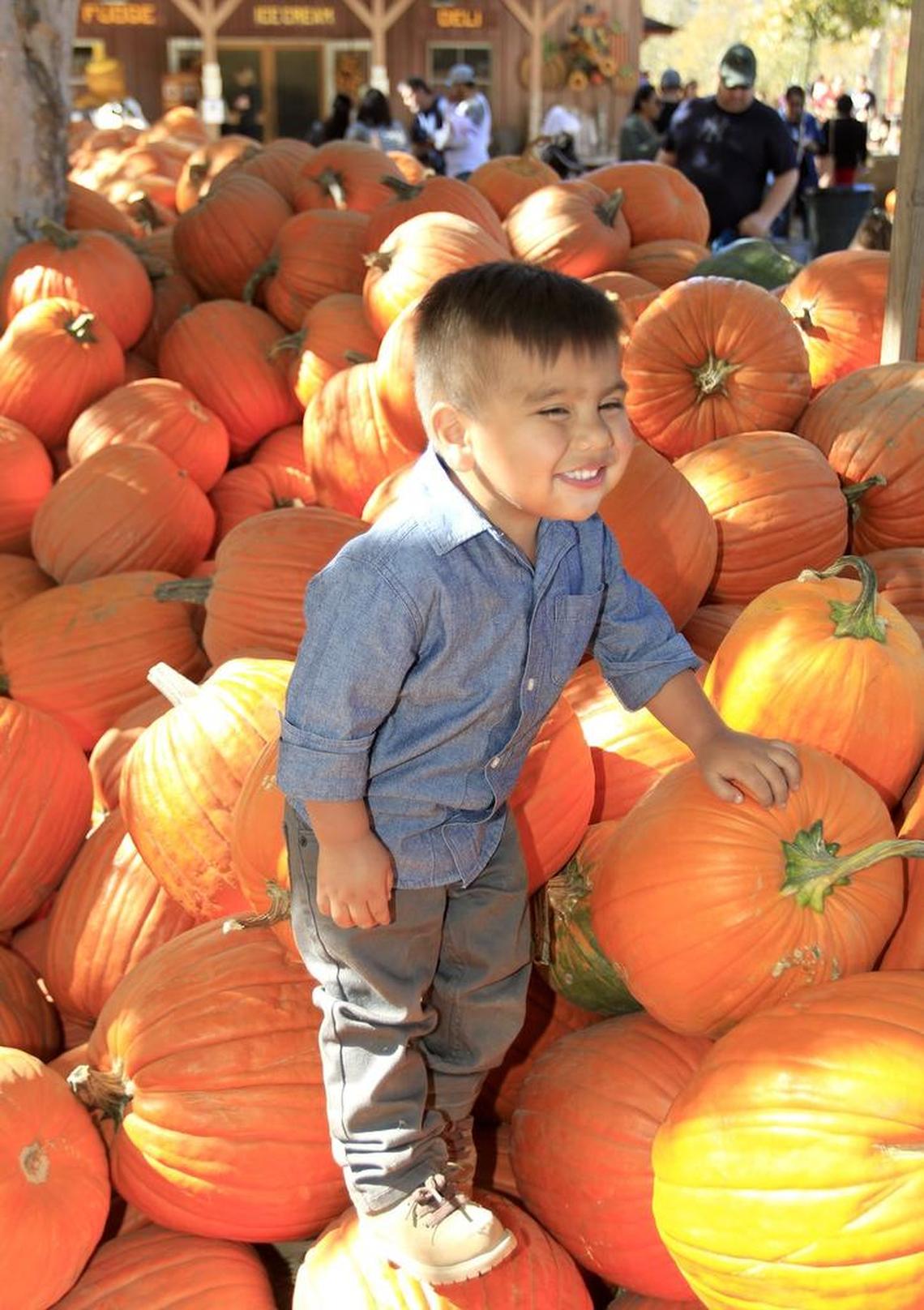 Anthony Media, 2, of Santa Maria, giggles at his mom as he climbs up on the pumpkins for sale at Avila Valley Barn on Sunday.