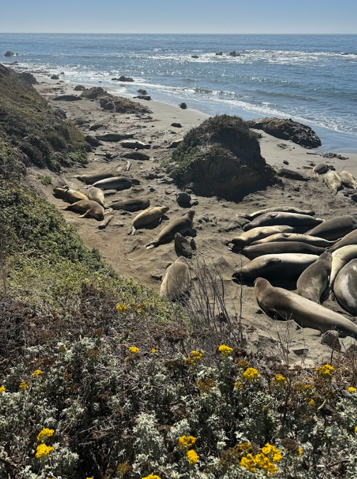 Volunteers and rescue workers are formulating a plan to remove a packing strap wrapped around a young elephant seal’s neck at Piedras Blancas.