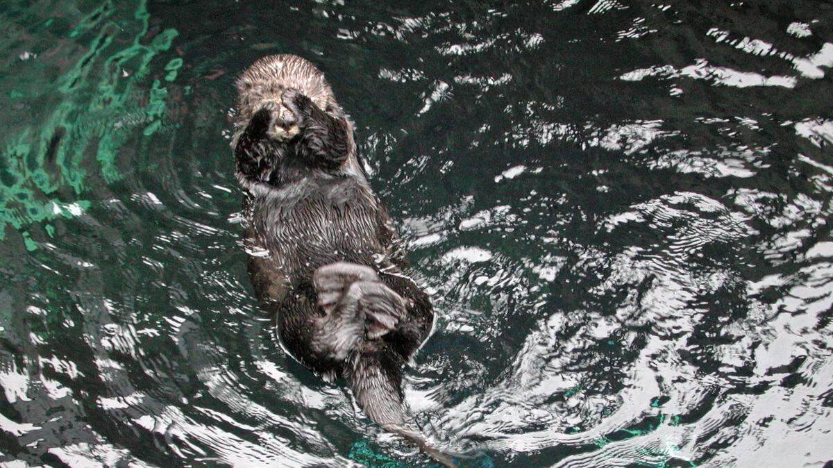 A rogue sea otter that was too sociable with humans in the San Simeon area in 2003 was captured and returned to the Monterey Bay Aquarium. Known as Maggie, she’s shown here swimming around at the top of the aquarium’s famous otter display tank.