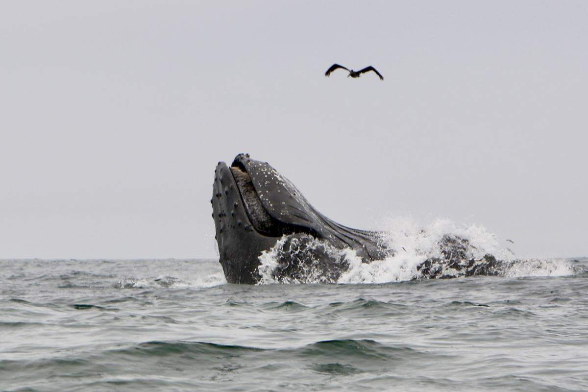 A humpback whale breaches off Pismo Beach on Friday, July 12, 2024.