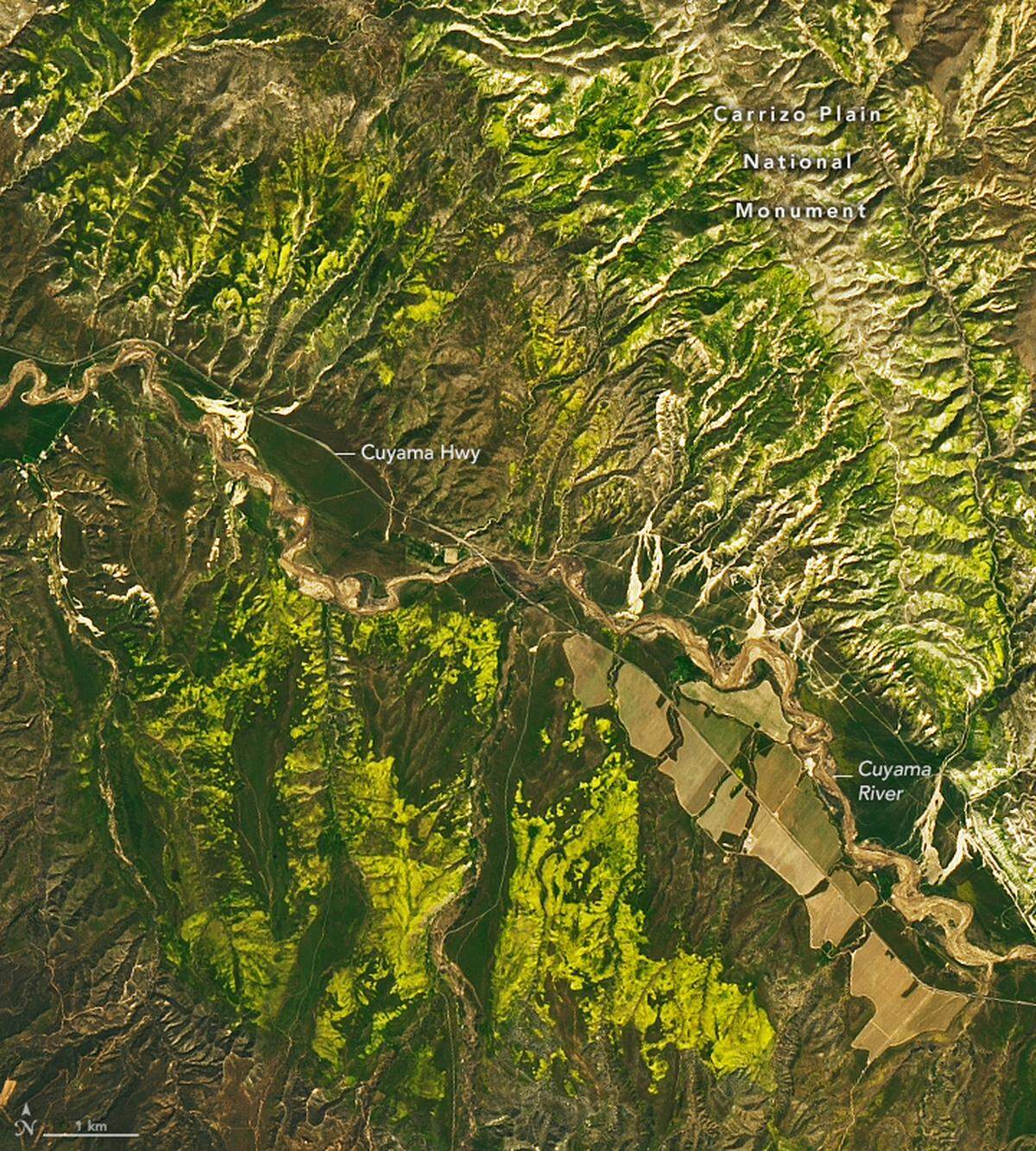 The superbloom in the Carrizo Plain National Monument in San Luis Obispo County can be seen from space, as shown in satellite images released by NASA in April 2023.