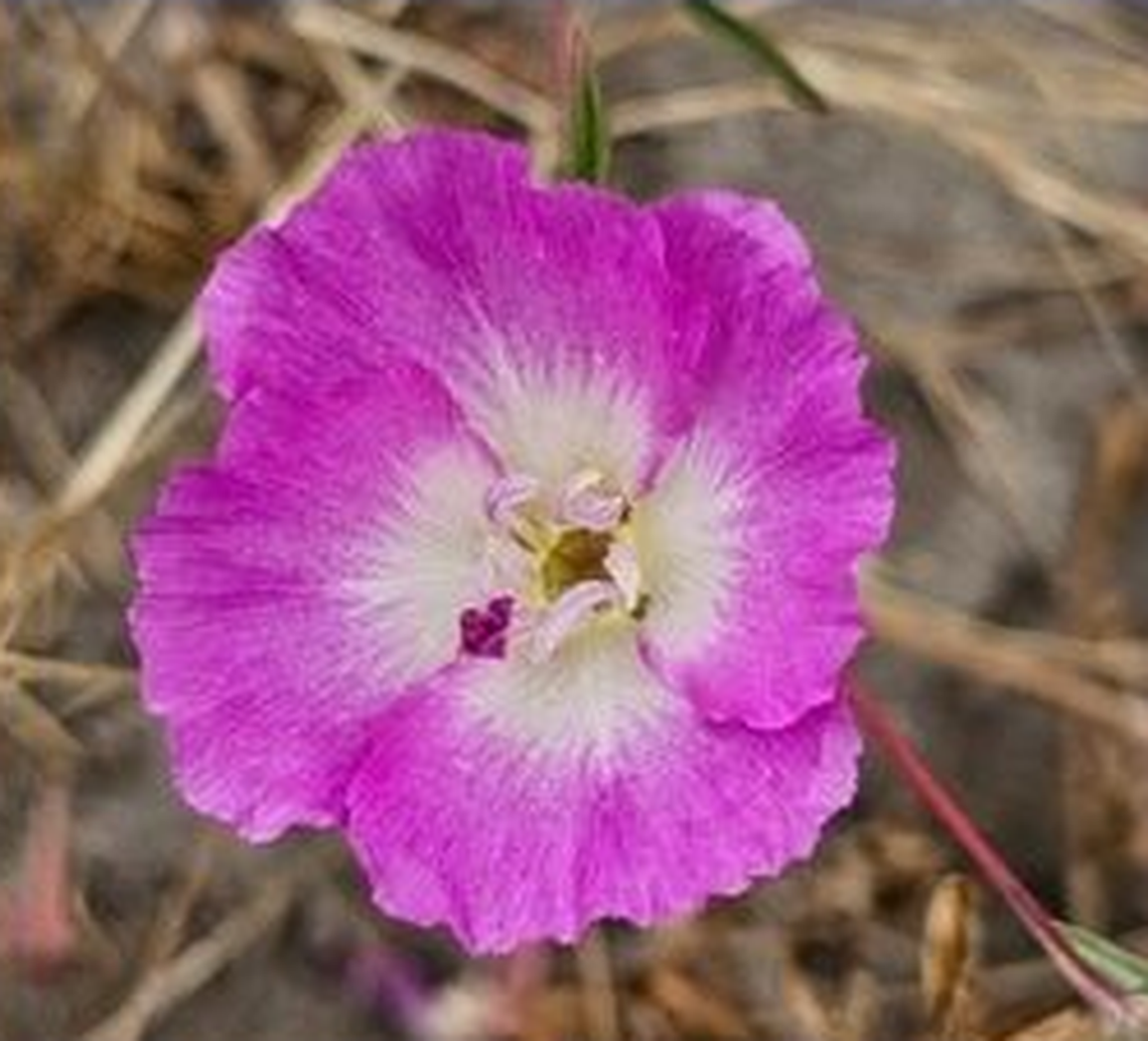 Arroyo Grande property owners settled a lawsuit after their construction activities threatened the Pismo clarkia, an endangered flower.
